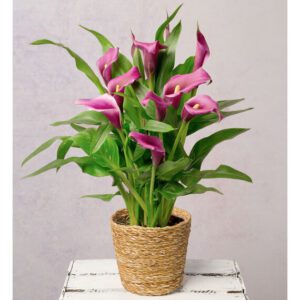 Purple Calla In Seagrass Pot