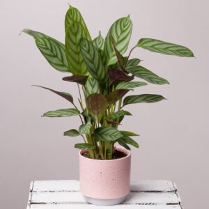 Calathea In Pink Ceramic Pot