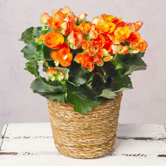 Orange Begonia in Seagrass Pot