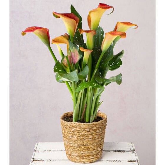 Orange Calla Lilly in Seagrass Pot