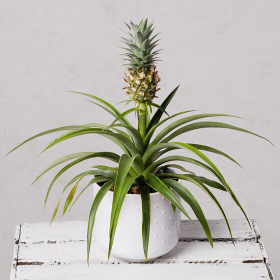 Pineapple Plant in Ceramic Pot