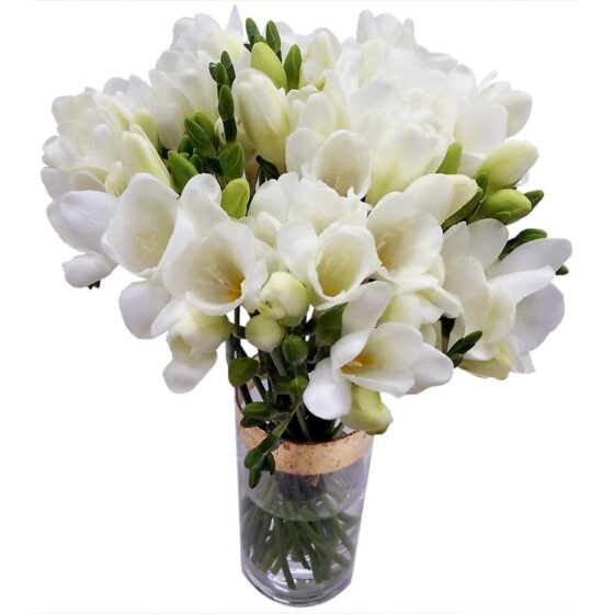 20 White Freesia