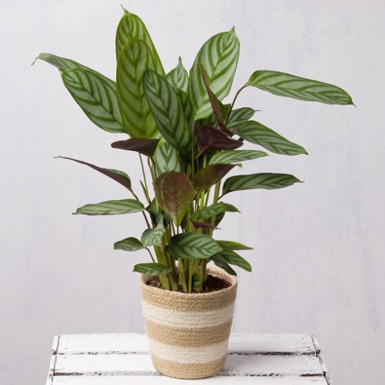 Calathea in Jute Pot