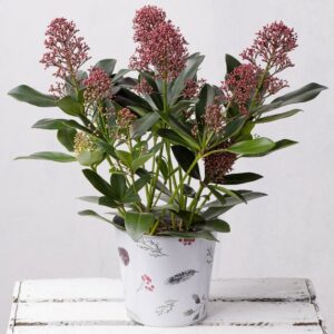 Skimmia Plant in Zinc Pot