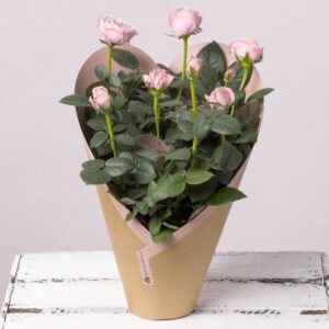 Valentine’s Pink Rose Plant