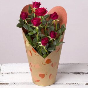 Valentine’s Red Rose Plant