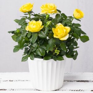 Yellow Rose in White Ceramic Pot