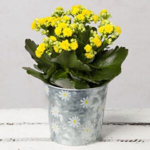 Kalanchoe in Zinc Daisy Pot