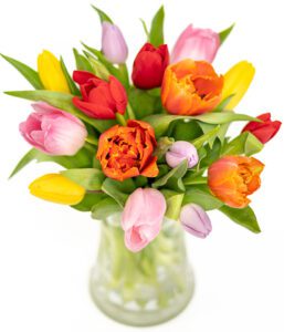 Bright Tulips