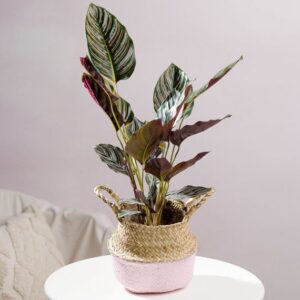 Pinstripe Calathea in Woven Basket